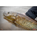 Nymfa REDBASS Nr. 1 L - 80 mm - balení 5 ks