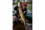 Nymfa REDBASS Nr. 1 L - 80 mm - balení 5 ks