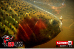 Nymfa REDBASS Nr. 1 S - 53 mm - 1 ks