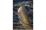 Nymfa REDBASS Nr. 1 S - 53 mm - 1 ks