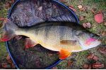Nymfa REDBASS Nr. 1 S - 53 mm - 1 ks