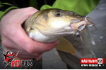 Nymfa REDBASS Nr. 1 S - 53 mm - 1 ks