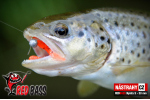 Nymfa REDBASS Nr. 1 S - 53 mm - 1 ks