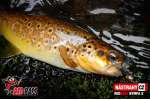 Nymfa REDBASS Nr. 1 S - 53 mm - 1 ks