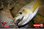 Nymfa REDBASS Nr. 1 S - 53 mm - 1 ks