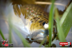 Nymfa REDBASS Nr. 1 S - 53 mm - 1 ks