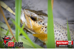 Nymfa REDBASS Nr. 1 S - 53 mm - 1 ks