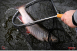 Nymfa REDBASS Nr. 1 S - 53 mm - 1 ks