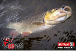 Nymfa REDBASS Nr. 1 S - 53 mm - 1 ks