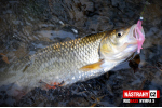 Nymfa REDBASS Nr. 1 S - 53 mm - 1 ks