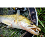 Nymfa REDBASS Nr. 1 X - 100 mm - balení 5 ks