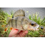 Nymfa REDBASS Nr. 1 X - 100 mm - balení 5 ks