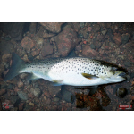Nymfa REDBASS Nr. 1 X - 100 mm - balení 5 ks