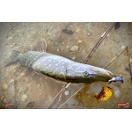 Nymfa REDBASS Nr. 1 X - 100 mm - balení 5 ks