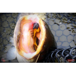 Nymfa REDBASS Nr. 1 X - 100 mm - balení 5 ks