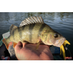 Nymfa REDBASS Nr. 1 XL - 130 mm - 1 ks
