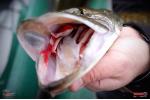 Nymfa REDBASS Nr. 1 XL - 130 mm - balení 5ks