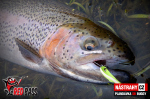 Plandavka Trout Bait - ANDI 2,4 g