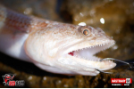 Plandavka Trout Bait - ANDI 2,4 g