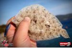 Plandavka Trout Bait - ANDI 2,4 g