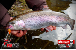 Plandavka Trout Bait - ANDI 2,4 g