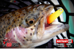 Plandavka Trout Bait - ANDI 2,4 g
