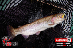 Plandavka Trout Bait - ANDI 2,4 g