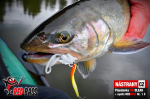 Plandavka Trout Bait - ANDI 2,4 g
