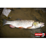 Plandavka Silver Bream - KENNY
