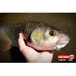 Plandavka Silver Bream - KENNY