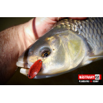 Plandavka Silver Bream - KENNY