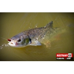 Plandavka Silver Bream - KENNY