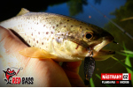 Plandavka Silver Bream - MICROB