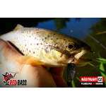 Plandavka Silver Bream - MICROB