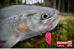Plandavka Silver Bream - SURFACE