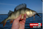 Smáček REDBASS SSF 3