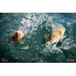 Ripper REDBASS SWIMMER XXL - 200 mm