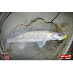 Ripper REDBASS SWIMMER XL - 140 mm