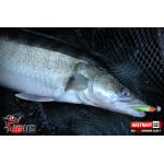 Ripper REDBASS SWIMMER SLIM S - 70 mm
