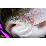 TROUT GRUB L 3 x 25 mm REDBASS
