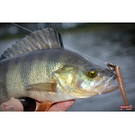 Červosmáček REDBASS WORMETO 77 mm