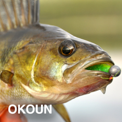 VŠE NA OKOUNY