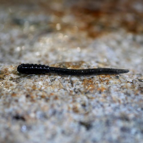 MICRO TAIL XS REDBASS - 35 mm - DARK BLACK