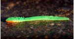 FLUO GREEN RH - UV COLOR