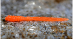 SIGNAL ORANGE - UV COLOR