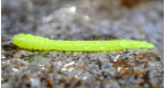 SIGNAL YELLOW - UV COLOR