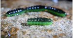 BLACK/GREEN