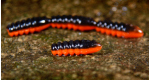 BLACK/SIGNAL ORANGE - UV COLOR