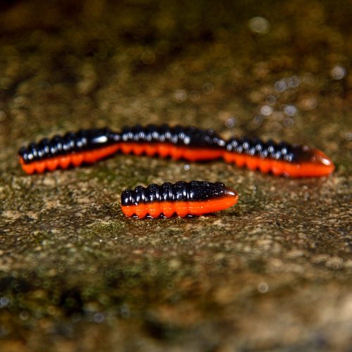 TROUT GRUB L 3 x 25 mm REDBASS - BLACK/SIGNAL ORANGE - UV COLOR