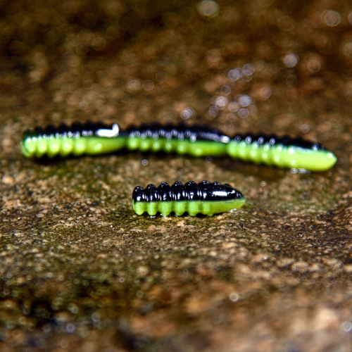TROUT GRUB L 3 x 25 mm REDBASS - BLACK/SIGNAL YELLOW - UV COLOR